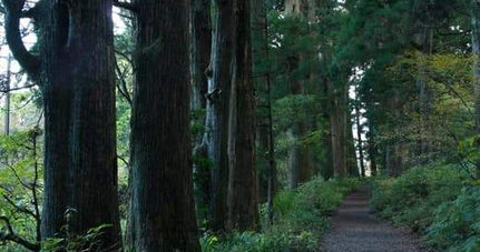 The Old Tokaido Way - Explore Hakone