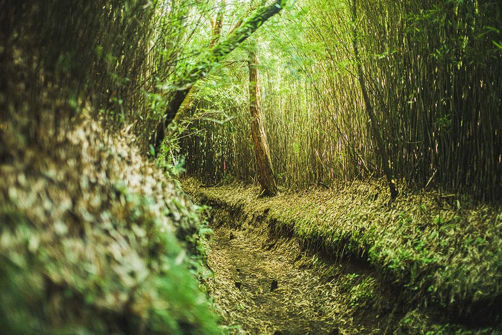 Mt.Kintoki - Walk Nature, Myth and History - Explore Hakone